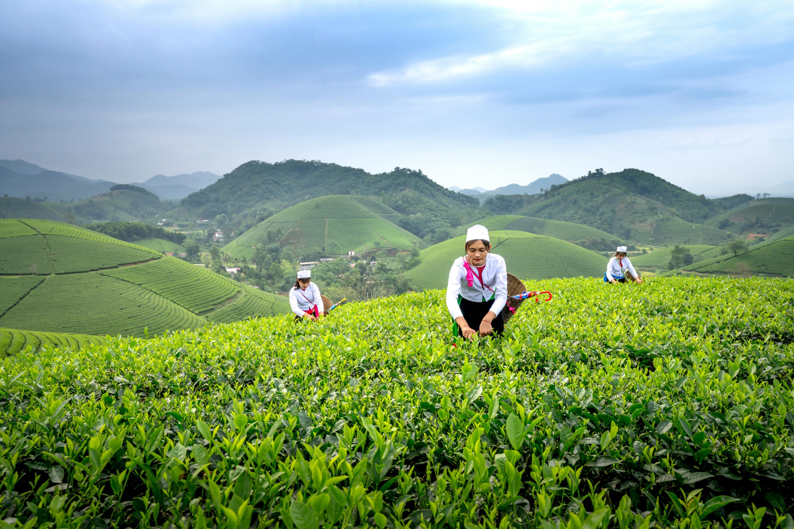 Plantation Experience